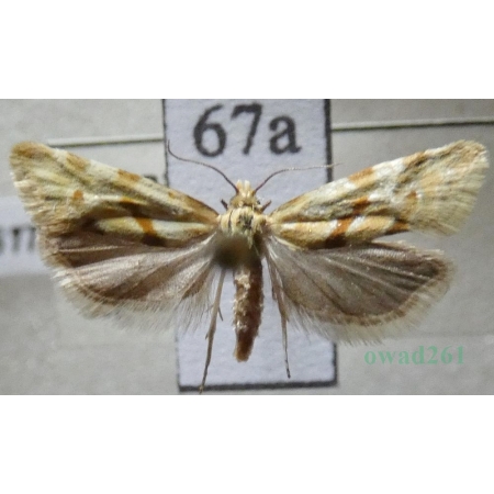 Aethes smeathmanniana (Fabricius, 1781) Czech67a